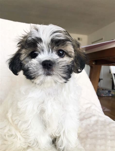  If you are ready to have a new best friend in your home, then bring home your Malshi puppy!  Chinese did not allow Shih-Tzus out of the country until the s