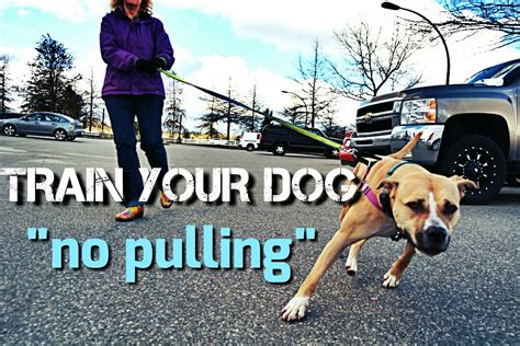  If you are still having difficulties leash training your dog, try obedience classes