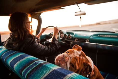  If you are taking a road trip, consider your pet when planning your route