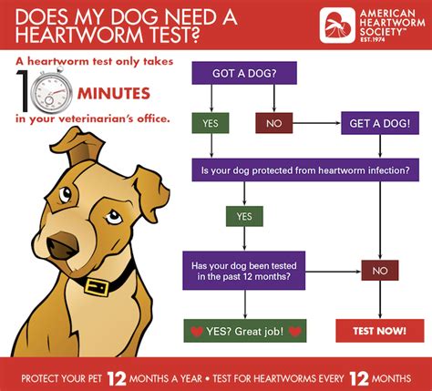  If you are told that your dog has a heart murmur, you should schedule regular follow-ups to monitor its progression, help your dog lose weight through proper diet and exercise, and consider using a prescription diet for canine cardiac health