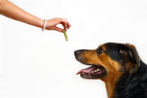  If you are training your dog, never give treats as a reward