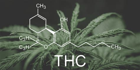  If you are trying to get rid of cannabis metabolites, then sure, it will draw out more toxins than you can achieve naturally