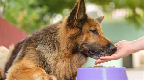  If you are unsure about what you should feed your German Shepherd, you should always consult your vet as they will be able to determine if your dog is suffering from any allergies or chronic health issues: creating a nutritional plan to help keep your dog healthy and happy for years to come