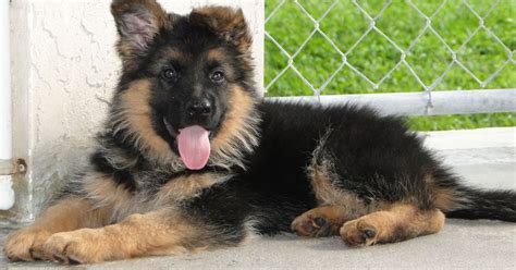  If you are using a breeder to choose your German Shepherd puppy, this section will help you know the good from the bad
