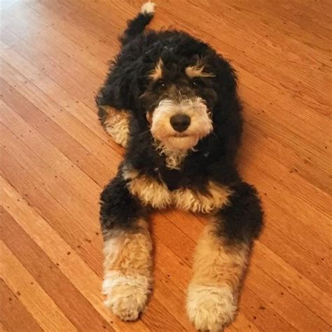  If you ask a good Bernedoodle breeder who advertises Multigen puppies what generation they are, they should be able to tell you the specific generation