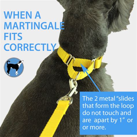  If you cannot control your puppy with just a regular collar and leash, you may need to move to a chain or prong collar to keep control