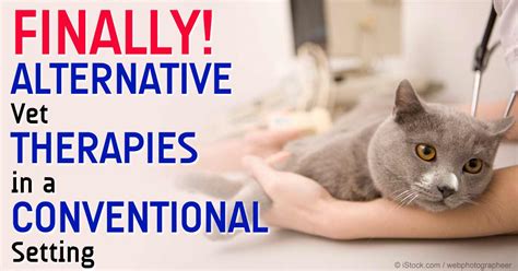  If you choose not to go the conventional route, for whatever reason, your integrative veterinarian will be able to guide you on an alternative path that suits your cat best