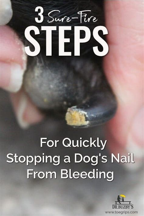  If you cut into the quick, the toenail will bleed and the dog will experience pain — nothing serious, but they might not sit too still the next time you undertake this task