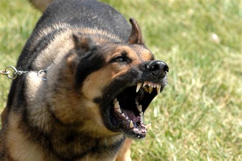  If you decide to not heed the warning, the barking can then progress to a growling and showing of the teeth