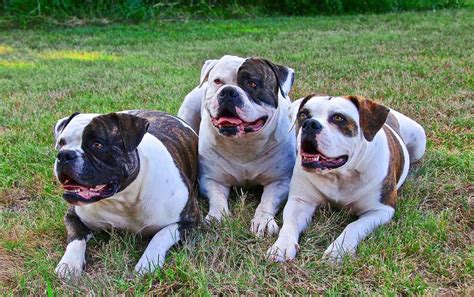  If you detect an unpleasant odor eww! Training When it comes to training, an American Bulldog puppy needs a confident pup parent who uses positive reinforcement to teach various skills, such as how to walk nicely on a leash and come when called