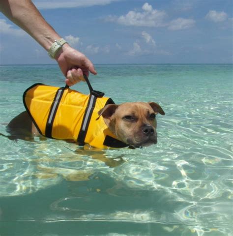  If you do decide to put them in water, make sure they are wearing a proper dog life jacket