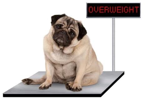  If you do have a Pug puppy who is clearly underweight, start to add a little bit more food to each of the daily meals until they come back into the health weight range