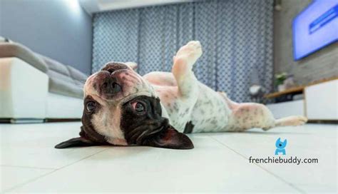  If you do live in an apartment where noise is a big issue, the Frenchie Pug may be perfect for you