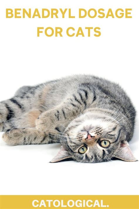  If you do notice that your cat appears less energetic, reducing the dosage you give them should alleviate symptoms of lethargy