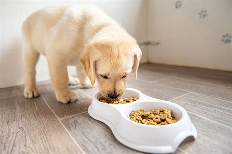  If you feed your dog puppy food occasionally, without turning it into a regular habit, nothing wrong will happen