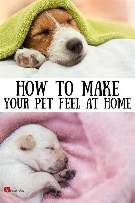  If you feel that both pets are comfortable from a distance, you can start moving them closer for a better introduction