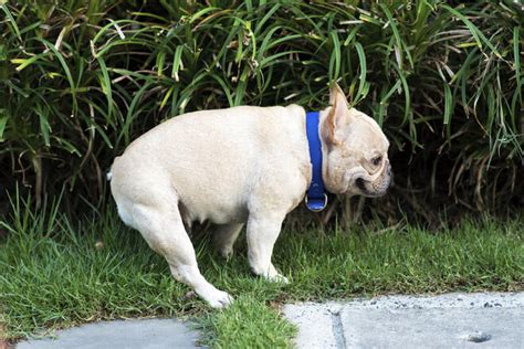  If you feel that your Frenchie is pooping a bit too much, it might be worth checking if your dog is at a healthy weight, and if you are feeding your Frenchie the right portions