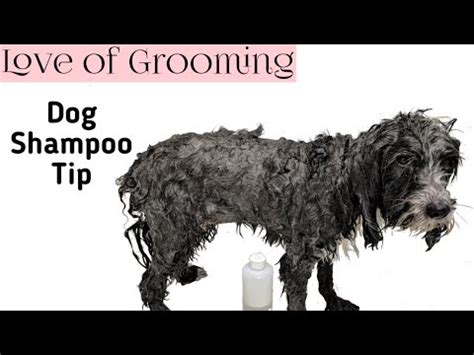  If you find lathering your French Bulldog to be a chore, you can make it easier by diluting the shampoo