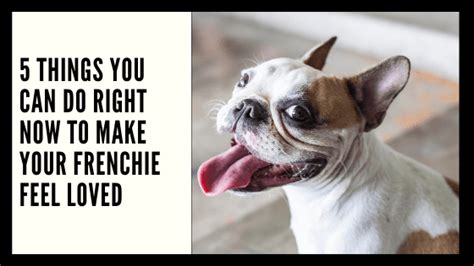  If you follow these guidelines, you can feel good about giving your Frenchie a little treat of popcorn every now and then
