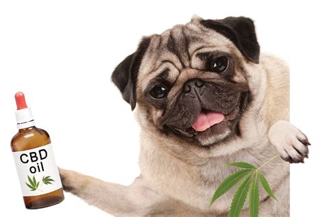  If you give your dog CBD for relaxation, they will simply experience mild relaxation