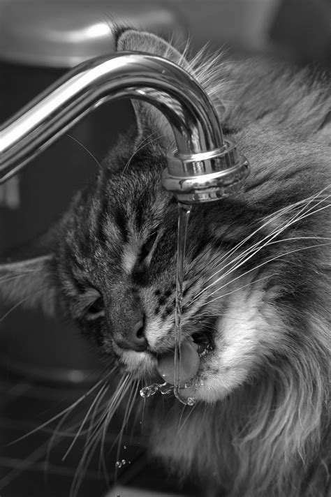  If you have a cat that prefers circulating water for example, if your cat is more interested in drinking from the running tap , invest in a cat fountain to keep the water in motion