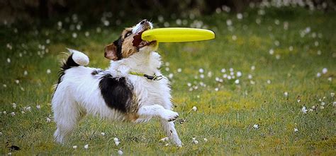 If you have a retriever-loving dog like we do, you already know that frisbee is a year-round backyard sport and not just for summer days