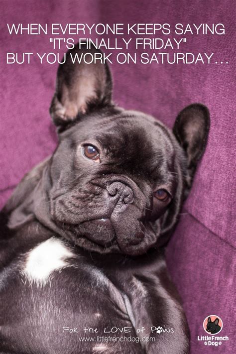  If you have any concerns about your French Bulldog
