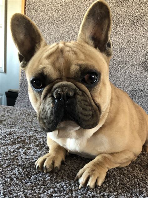  If you have any questions or concerns, be sure to ask your Missouri French bulldog breeder