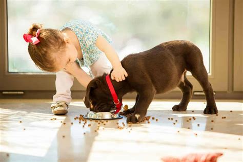  If you have children, teach them to pet your puppy gently from day 1