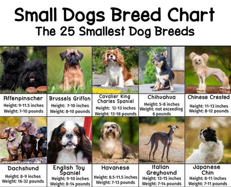  If you have dogs of different sizes, consider buying small treats