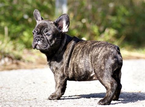 If you have found that French Bulldogs are a bit more expensive than other breeds, this is because breeding them takes a lot of skill