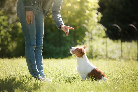  If you have never owned or trained a dog before, you may want to consider bringing your Conti to a professional trainer