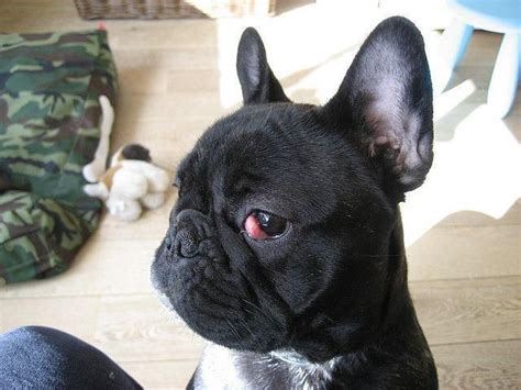  If you have noticed that your Frenchie is suffering from cherry eye, take them to see your vet immediately and ask them about treatment options, as well as advice about massaging if you are worried about causing damage
