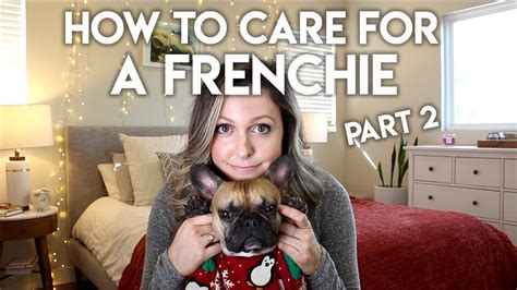  If you have trouble extracting the foreign object, gauze your Frenchie eye and take it to the vet