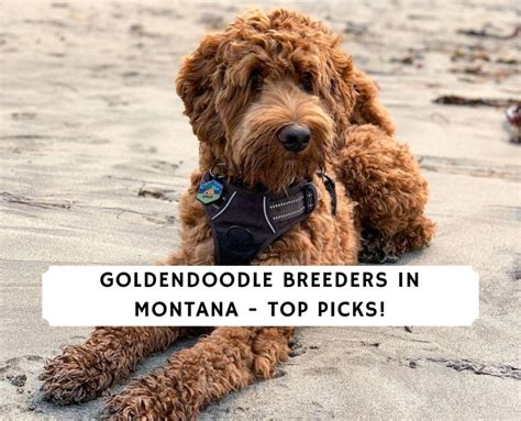  If you know any other breeder other than these in Montana State be sure to share it with me and the readers