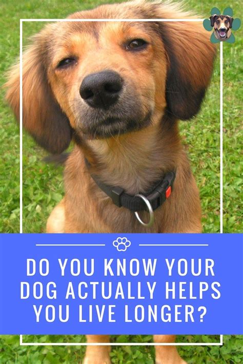  If you know your dog well, you will likely be able to recognize even the most subtle health benefits, especially if they have joint discomfort and show differences in their gait