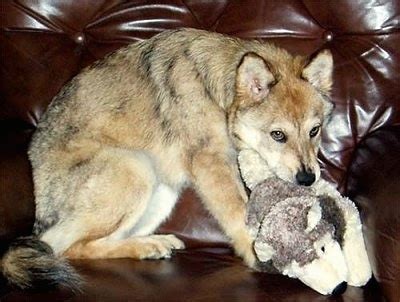  If you let a coydog, they would happily sit on the couch or sleep in your bed