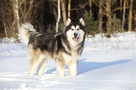  If you like a dog you can play games with, the Alaskan Shepherd is an excellent choice! This is especially true in the spring and fall, when they will lose one coat to prepare for the season ahead