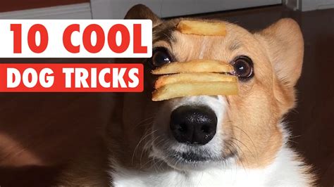  If you like the idea of a dog that can learn lots of cool and unusual tricks, this is a great dog to pick