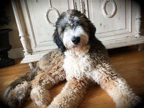  If you live in a warmer climate, then a Bernedoodle is definitely not the dog for you! Goldendoodles can come in the ghostly white of the Poodle as well as all of the cream, golden, and fox-red tones of the Golden Retriever