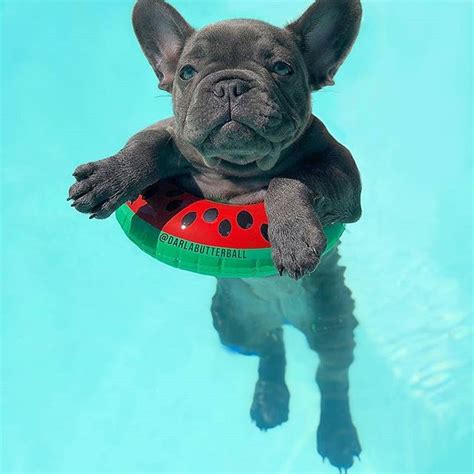  If you live somewhere with a pool or close to a lake, be mindful of your Frenchie, and even keep a protective float or vest on them! All in all, a home that provides space in a room to play, or walks around the neighborhood or in a park are just what Frenchies need to burn off their energy and keep entertained! How to Care for Your French Bulldog! French Bulldogs, like many short-snouted dogs, can suffer from respiratory issues such as wheezing, snoring, and over-heating in warmer temperatures