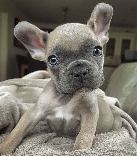  If you love learning more about french bulldogs, go ahead and sign up for our Frenchie Blog