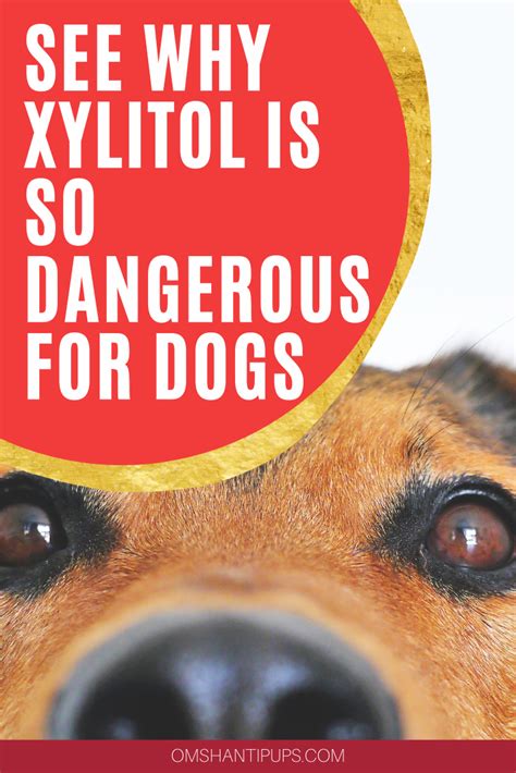  If you must consume xylitol and you own pets, keep any substance containing it under lock and key