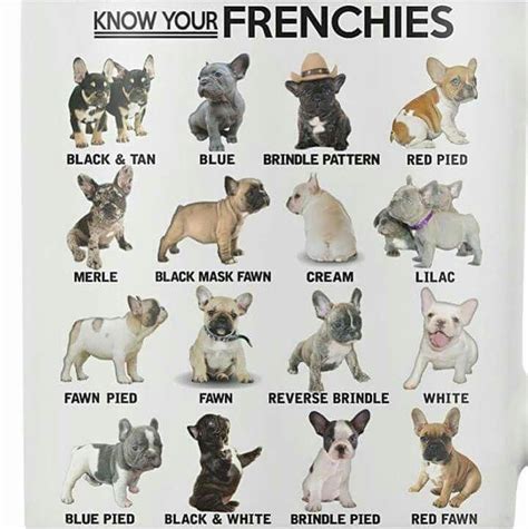  If you notice that your puppy looks a bit chubbier or bigger compared to other Frenchies you can make this change even sooner