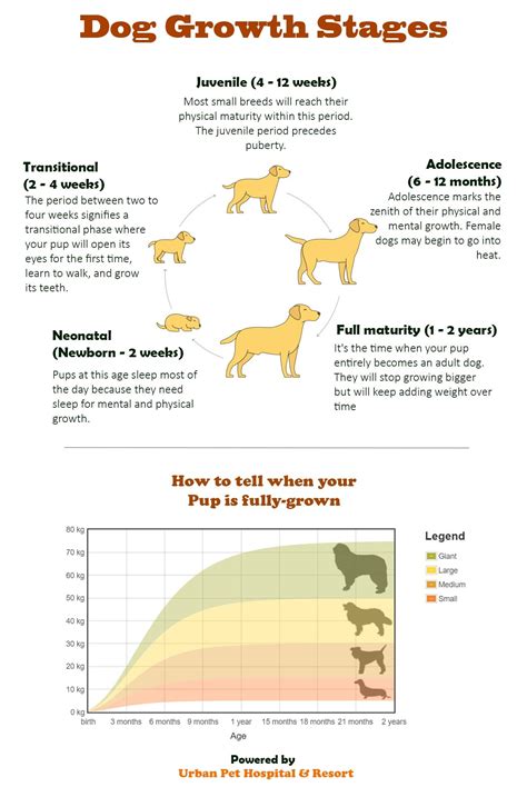  If you notice your dog growing too fast, talk to your vet first