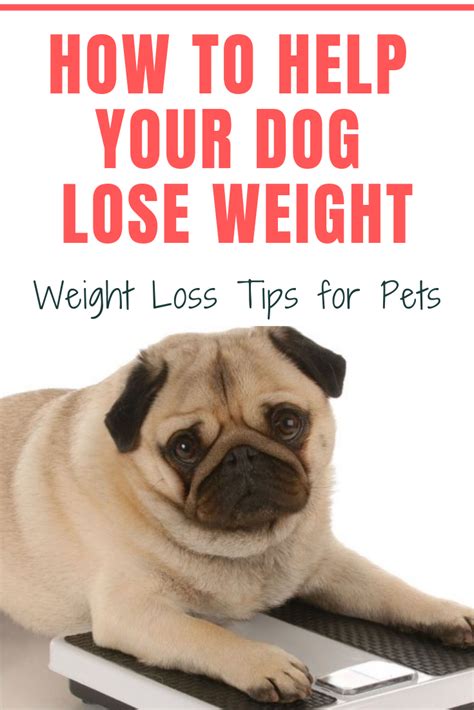  If you notice your dog is losing weight, add more calories to its meal size