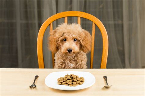  If you notice your pup being uninterested in meal times, try changing up its food