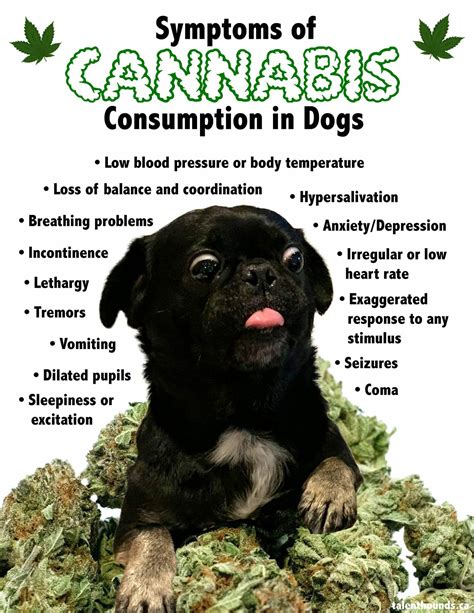  If you see significant signs that look like THC toxicity, treat the pet in front of you and provide IV fluid support, anti-nausea medication, and good nursing care as needed