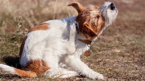  If you see your dog scratching its body all the time, it is probably because of flea infestation