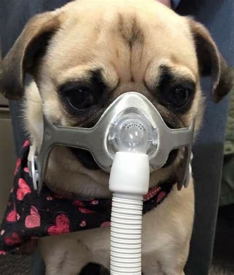  If you suspect your canine friend has sleep apnea, see a veterinarian